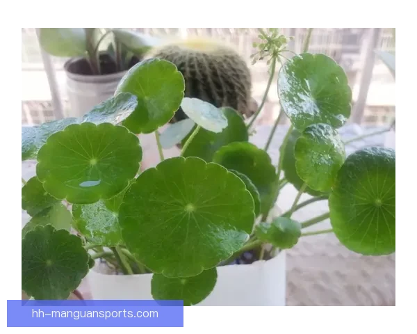 BMX投注技巧大揭秘，轻松学会取胜秘笈